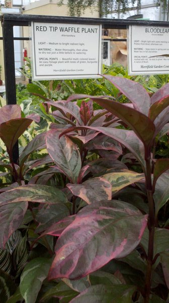 Red Tip Waffle Plant (an Alternanthera)