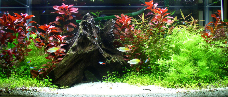 jan06_fishtank.jpg