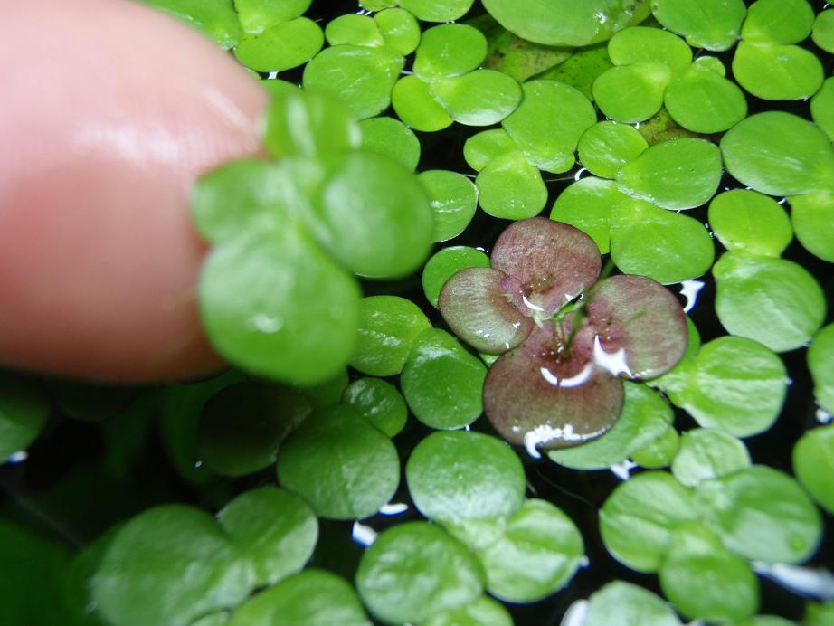 giant duckweed