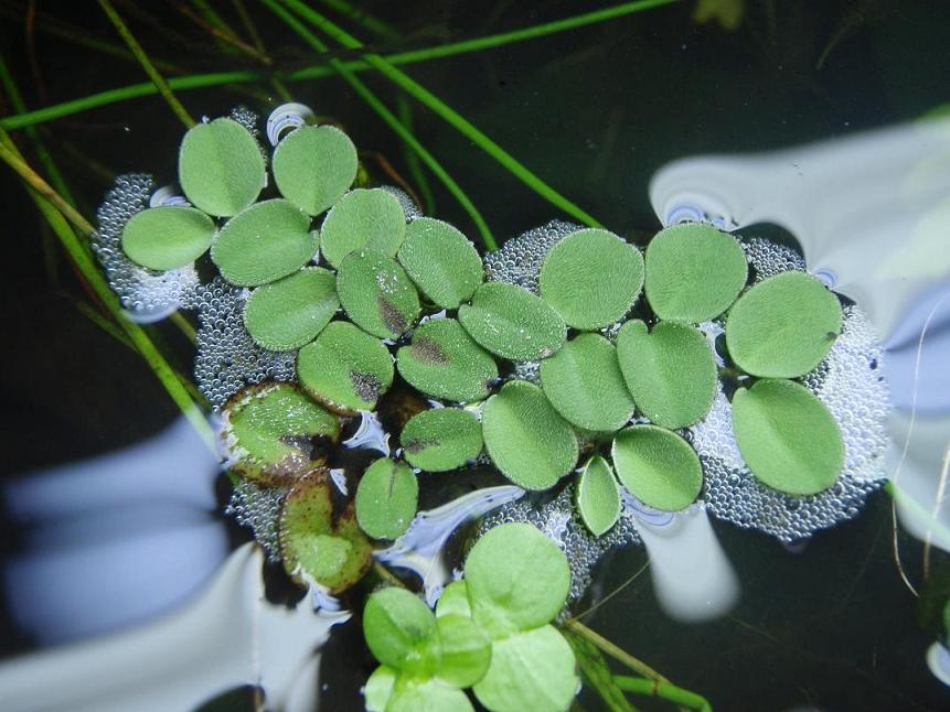 salvinia cucullata