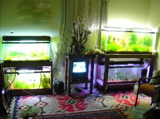 living room with four aquariums